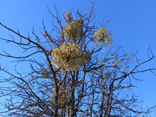 Омела (повесть)