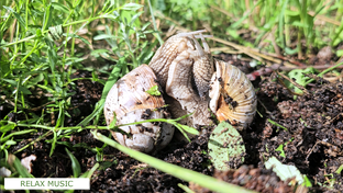 Relax music