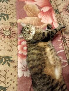 Это мой любимый😍💕 член в семьи