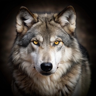 ДВИЖЕНИЯ в ВОЛЧЬЕЙ МАНЕРЕ БОЯ. 