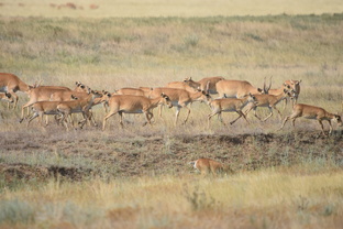 Природа России