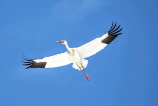 Русская природа