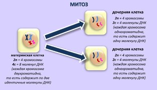 Клеточное деление