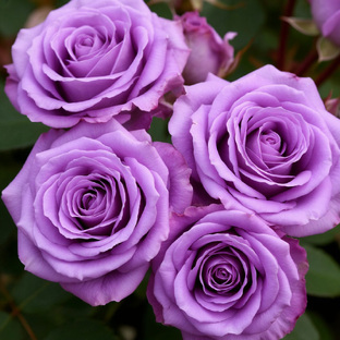 Волшебство цветов