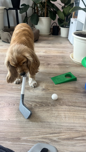 Обучение трюкам 