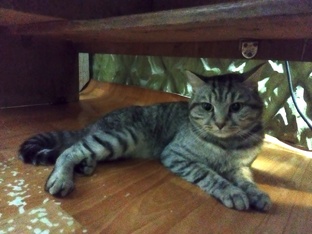 Барсик из общежития