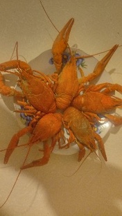 КУЛИНАРИЯ ДЛЯ РЫБАКА.  COOKING FOR A FISHERMAN.