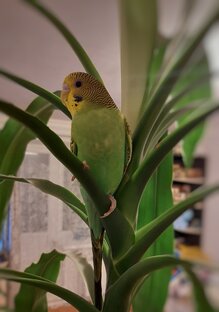 🦜Попугайчики 