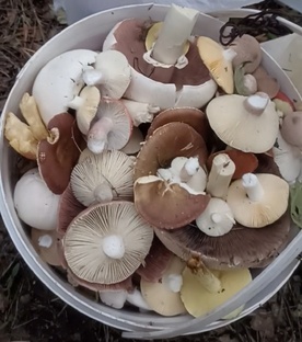 их величество грибы 🍄😁🪄👌
