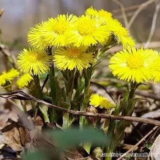 лекарственных растений 