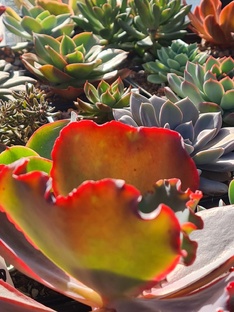 Коллекция Sunny kid | Succulent