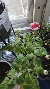 Сад и огород на окошке 