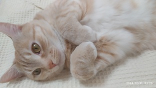 Буся🐾🥰😺