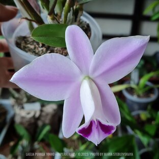 Каттлеи и лелии видовые