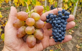 Виноград и его продукты