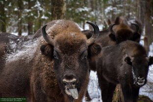 Европейский зубр (Bison bonasus)
