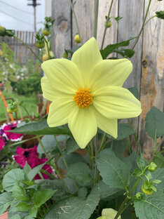 Неопытная дачница 