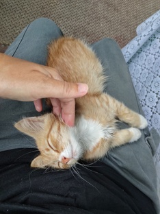 Записки котёнка из заповедника 