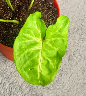 сингониумы и другие зелёные жители