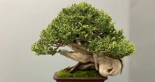 Бонсай Испания