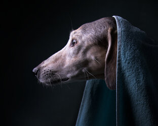 Про съемку животных