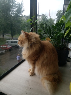 Кот и....