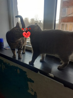 мои кошечки поцеловались💋