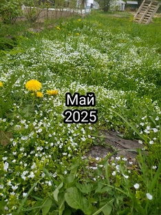 Май 2025