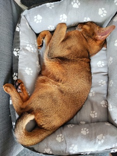 Зачётные кадры: уши, лапы, хвост 😊