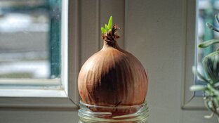 Луковые будни