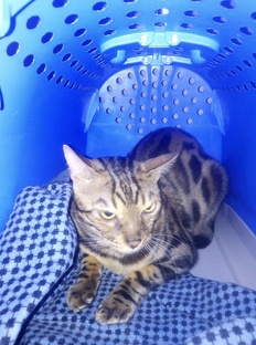 Передержка домашних животных в Самаре