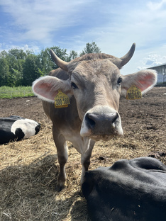 Крупно рогатый скот