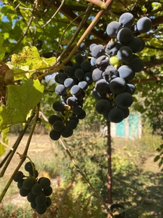 Дача - Дамоклов меч! 