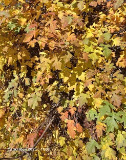 Красивые клипы для души