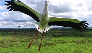 Живой уголок – Приамурье