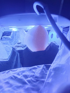 (?) Цыпленок из магазинного яйца (?) 