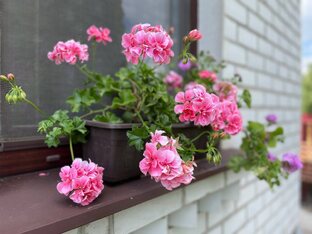 Пеларгонии 