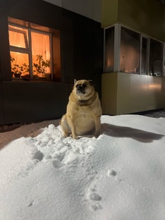 Животные