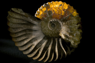 Палеонтология