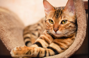 Кошачьи загадки: Почему наши пушистики такие таинственные?