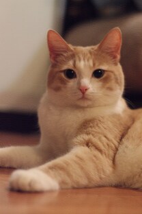 Наши коты