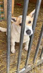 Будни нашего пункта передержки