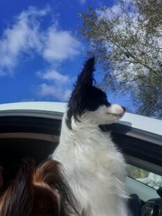 О породе папийон 