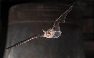 Авторские стихи.