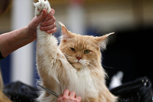 🐾 КотоУход: Полный гид заботы о Мейн Куне