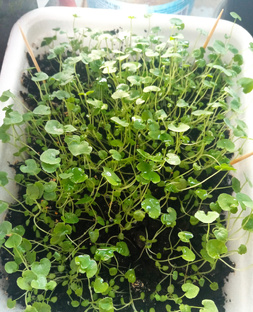 Посев семян цветов .