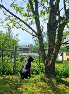 Фото из жизни собачей