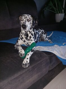 Приветы из дома от счастливых хвостиков.