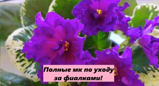 Полные версии мастер-классов по уходу за Фиалками!