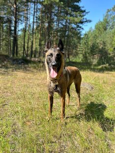 Winner Hund Ugroza ♀